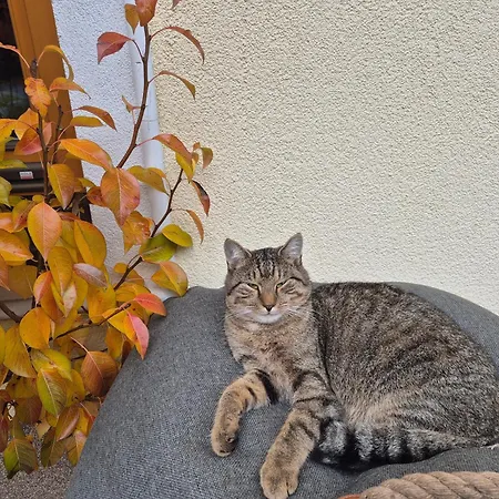 아파트 Pfandlinghof 그로살